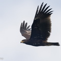 Greater_Spotted_Eagle-221109-159MSDCF-FYP03233-W.jpg