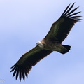 Himalayan_Vulture-220119-137MSDCF-FRY00877-W.jpg