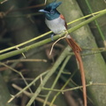 Indian_Paradise_Flycatcher-181126-114ND500-FYP_1481-W.jpg