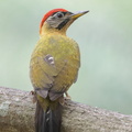 Laced_Woodpecker-220228-105CANON-FY5R8778-W.jpg