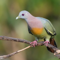 Pink-necked_Green_Pigeon-160512-100EOS1D-F1X22914-W.jpg
