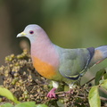 Pink-necked_Green_Pigeon-160629-101EOS1D-F1X26649-W.jpg