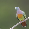 Pink-necked_Green_Pigeon-170125-109EOS1D-F1X22914-W.jpg