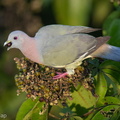 Pink-necked_Green_Pigeon-170614-111EOS1D-F1X23810-W.jpg