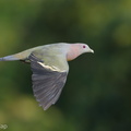 Pink-necked_Green_Pigeon-180725-110ND500-FYP_4436-W.jpg