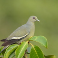 Pink-necked_Green_Pigeon-200320-113MSDCF-FYP02814-W.jpg