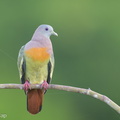Pink-necked_Green_Pigeon-230614-206MSDCF-FYP09902-W.jpg