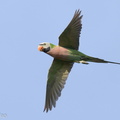 Red-breasted_Parakeet-220125-137MSDCF-FRY07191-W.jpg
