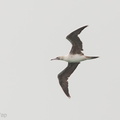 Red-footed_Booby-120513-111EOS1D-FYAP0954-W.jpg