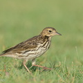 Red-throated_Pipit-200118-110MSDCF-FYP04618-W.jpg