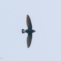 Silver-backed_Needletail-201118-124MSDCF-FYP08383-W.jpg