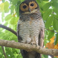 Spotted_Wood_Owl-190805-119ND500-FYP_0753-W.jpg