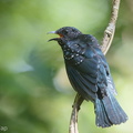 Square-tailed_Drongo-Cuckoo-180630-110ND500-FYP_1665-W.jpg