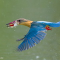 Stork-billed_Kingfisher-240318-219MSDCF-FYP05908-W.jpg