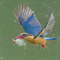 Stork-billed_Kingfisher-240326-220MSDCF-FYP04714-W.jpg