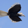White-crowned_Hornbill-230510-205MSDCF-FYP02560-W.jpg